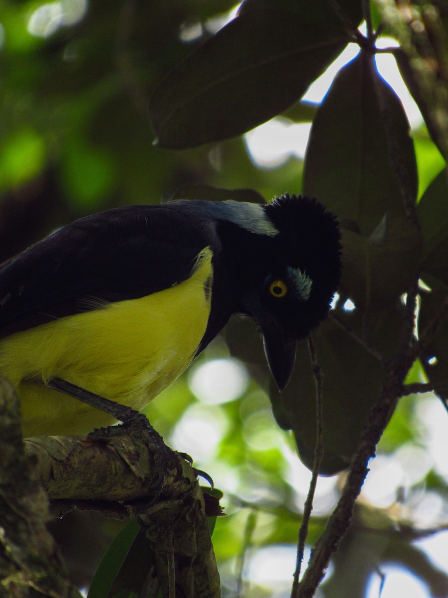 Plush-crested Jay - ML620095936