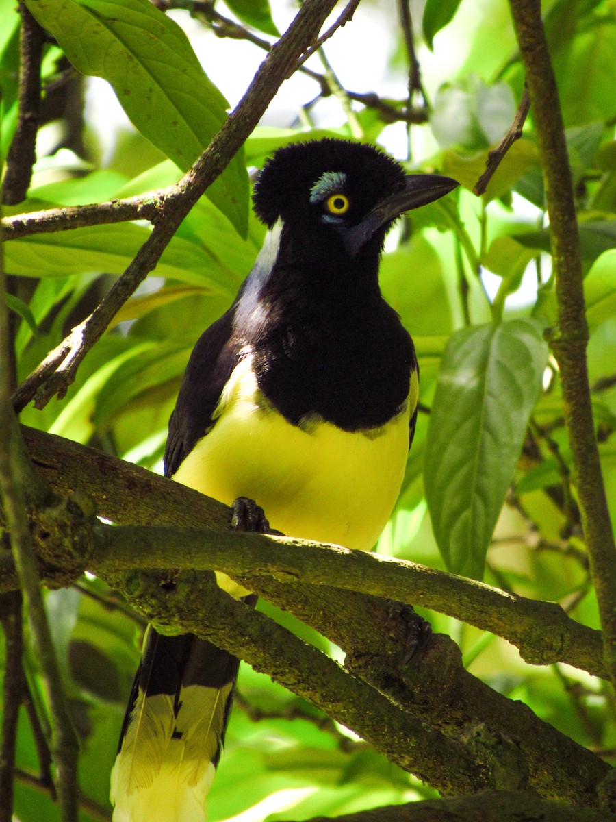 Plush-crested Jay - ML620095937