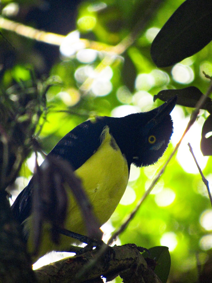 Plush-crested Jay - ML620095938