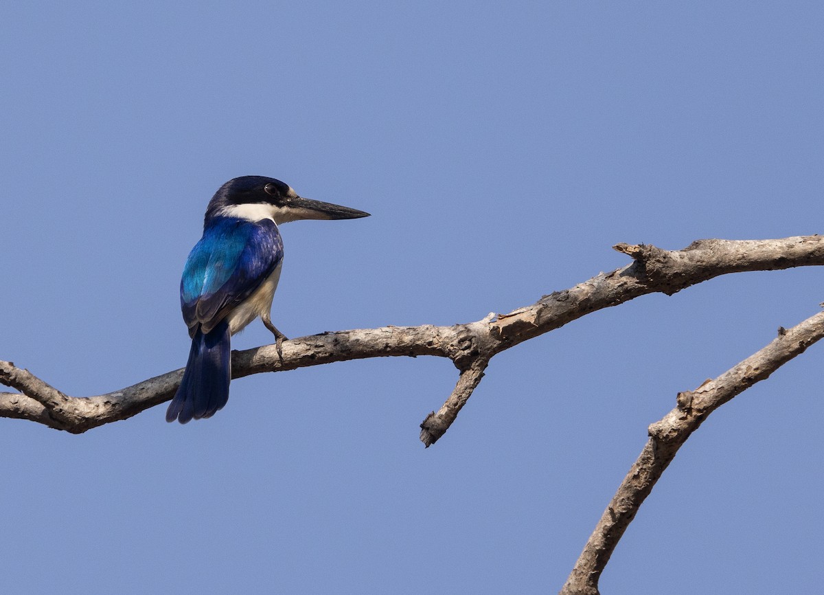 Forest Kingfisher - ML620095954