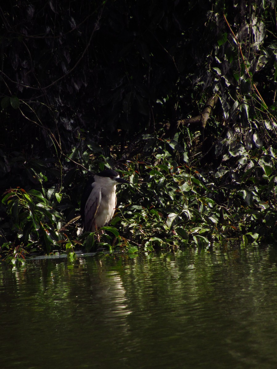 Black-crowned Night Heron - ML620095955