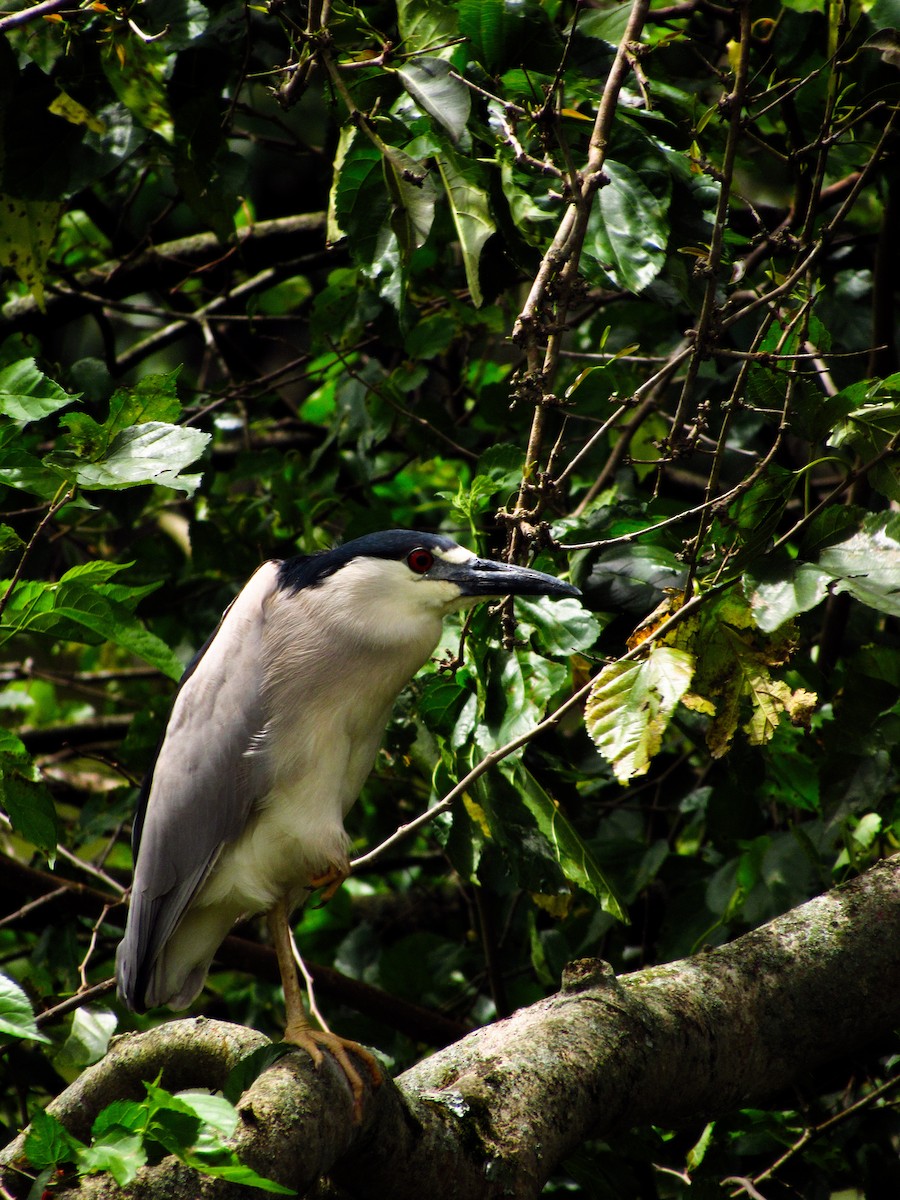 Black-crowned Night Heron - ML620095956