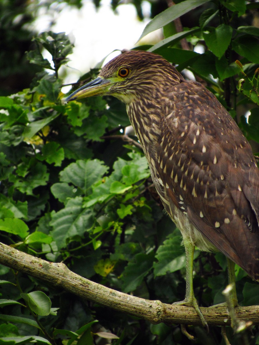 Black-crowned Night Heron - ML620095957