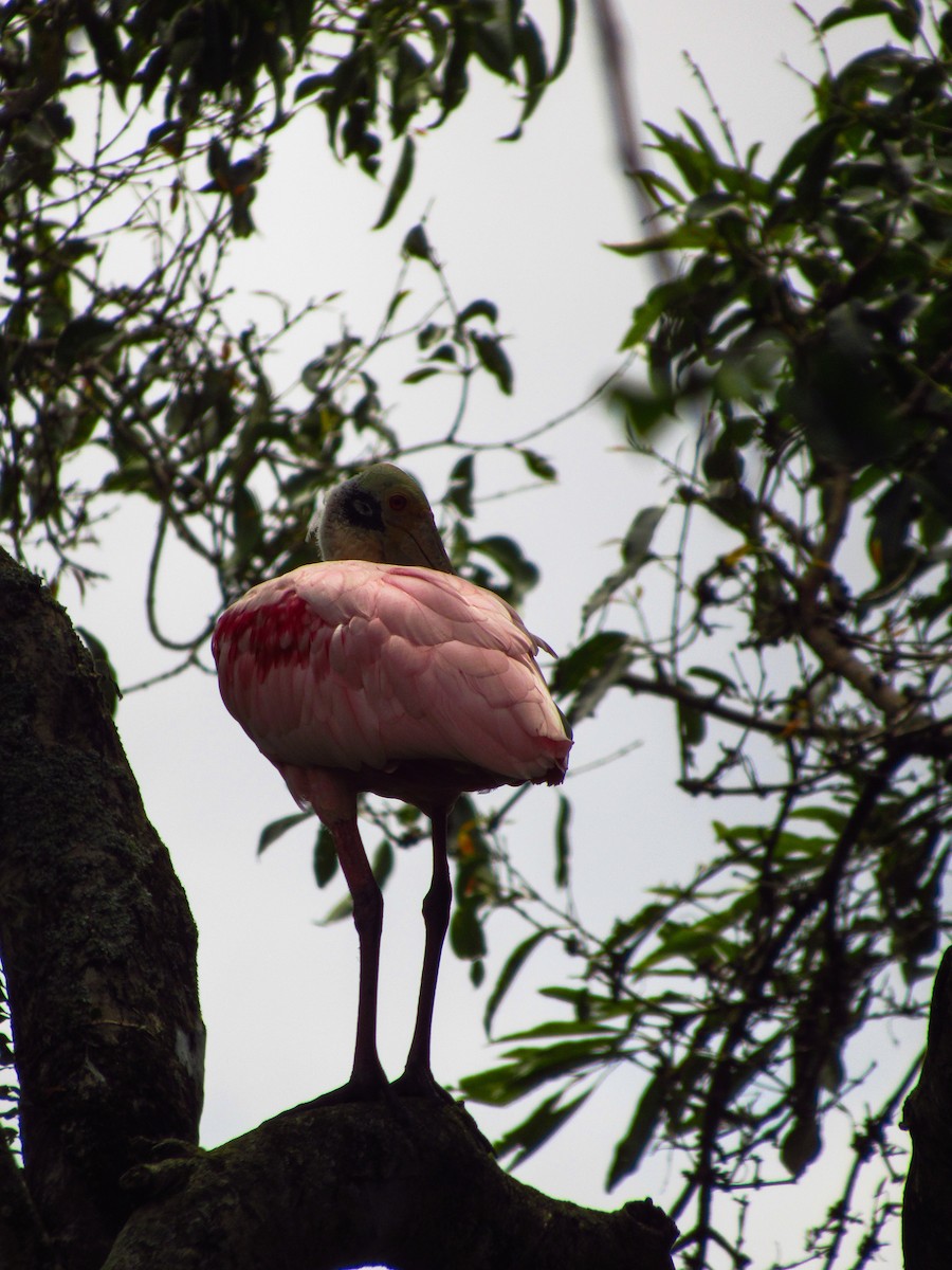Roseate Spoonbill - ML620095960