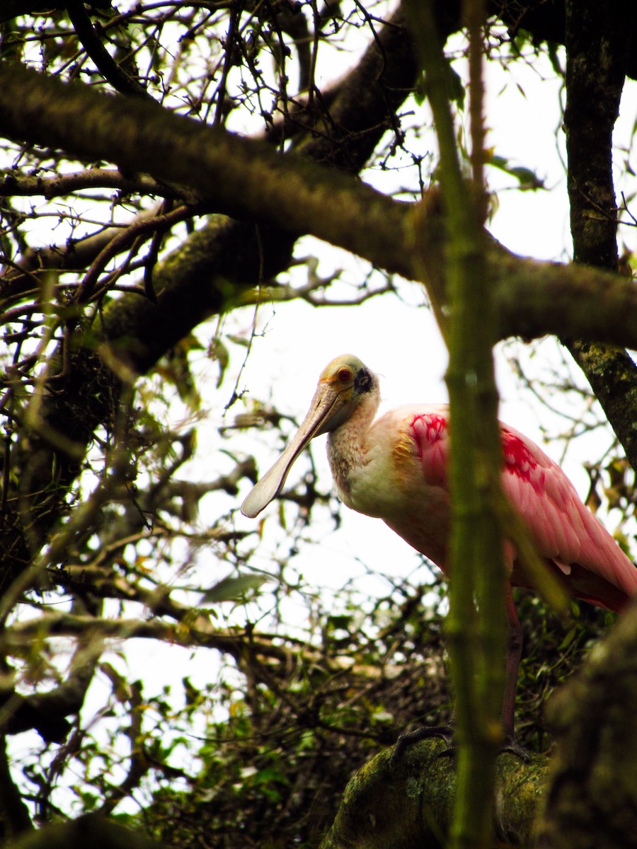 Roseate Spoonbill - ML620095961