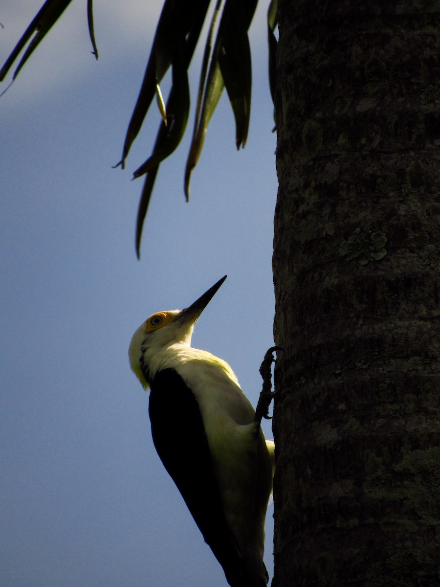White Woodpecker - ML620095967