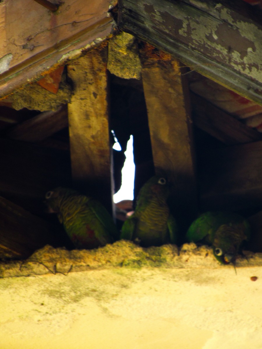 Maroon-bellied Parakeet - ML620095971