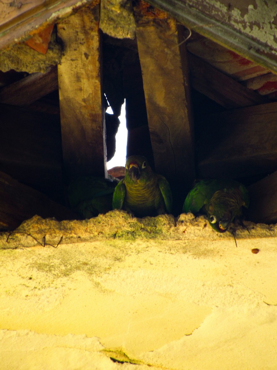 Kahverengi Kulaklı Papağan - ML620095972