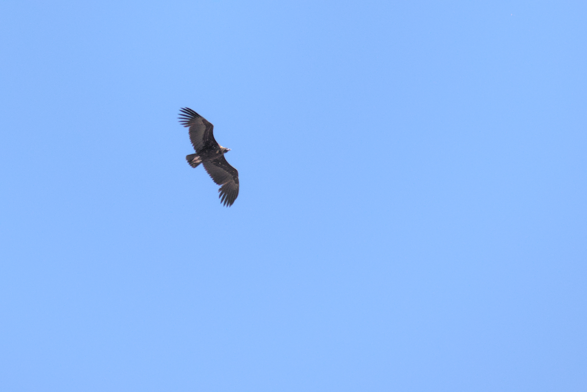 Cinereous Vulture - ML620095982