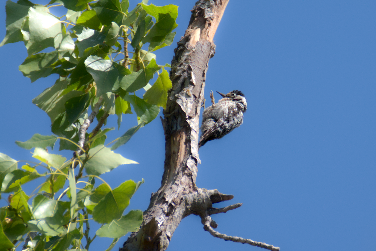 Lesser Spotted Woodpecker - ML620095986