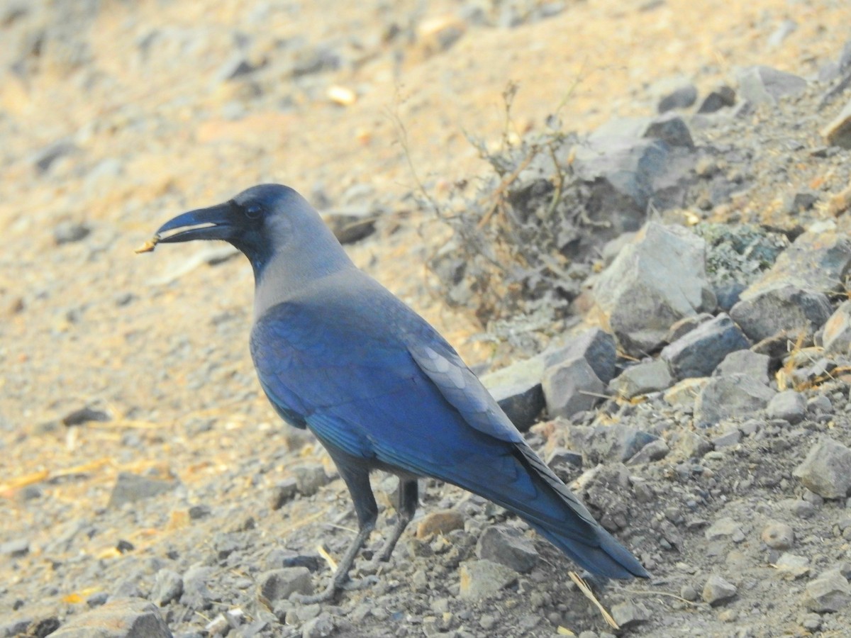 House Crow - ML620095991