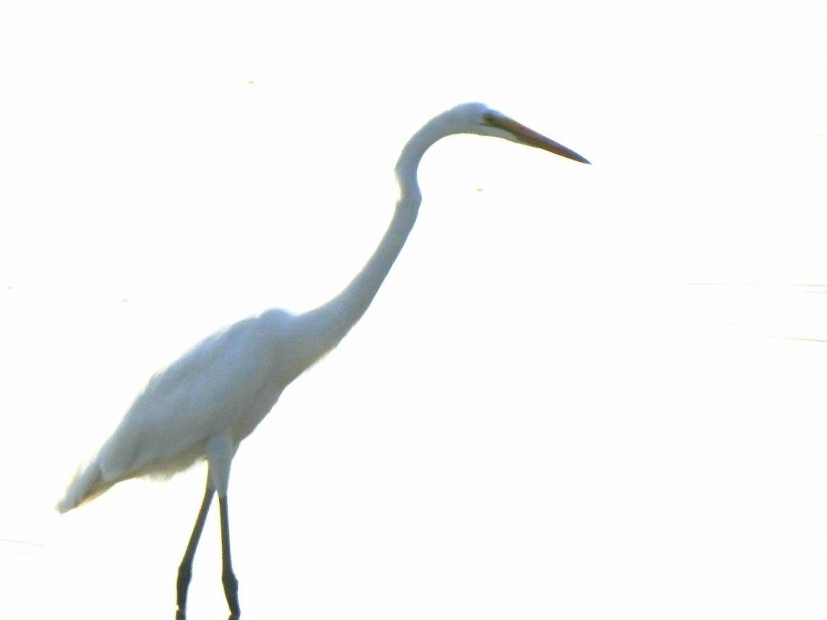 Great Egret - ML620095994