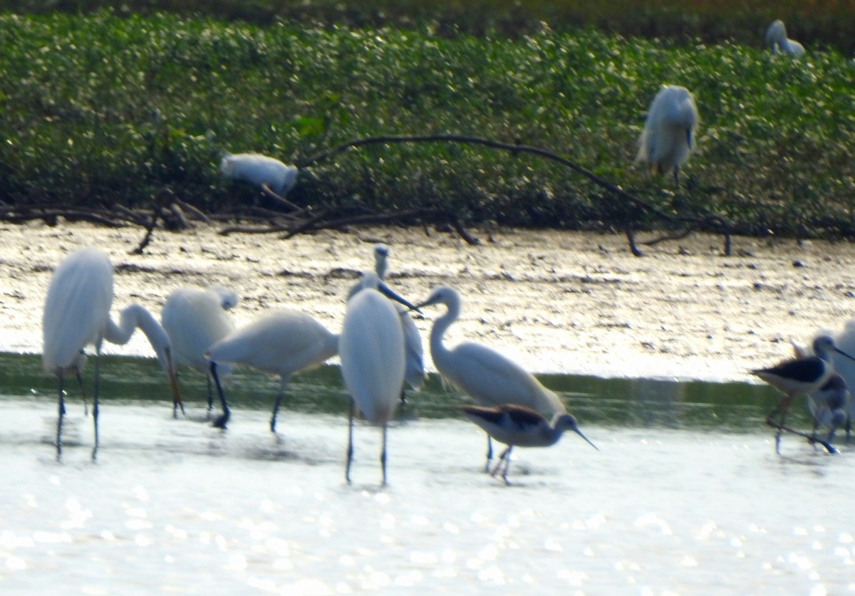 Great Egret - ML620095995