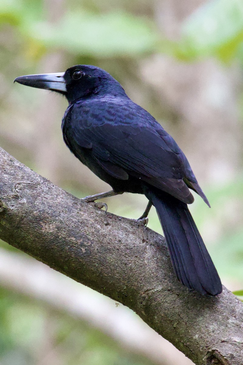 Black Butcherbird - ML620095996