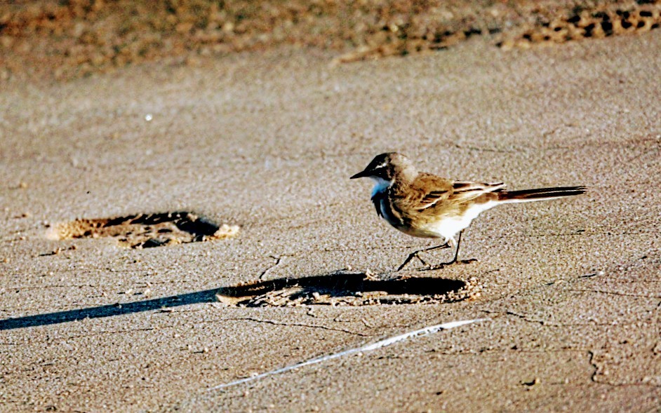 Cape Wagtail - ML620096008