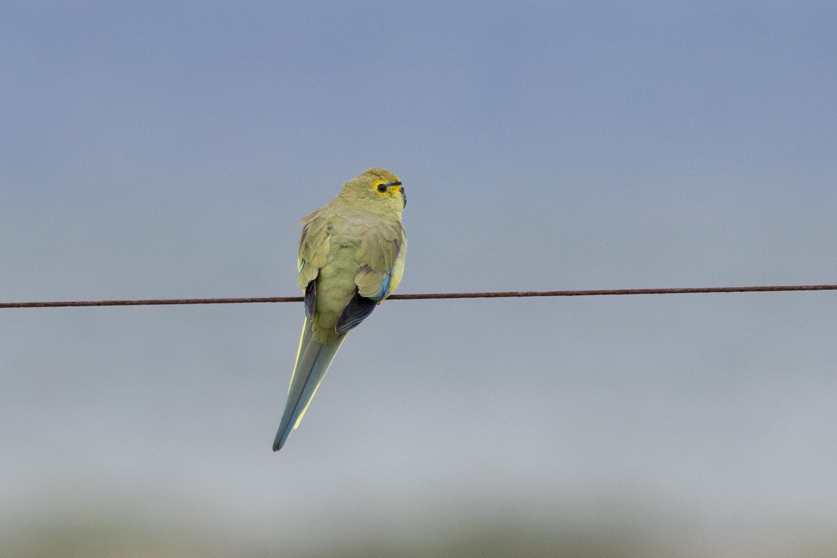 Blue-winged Parrot - ML620096009