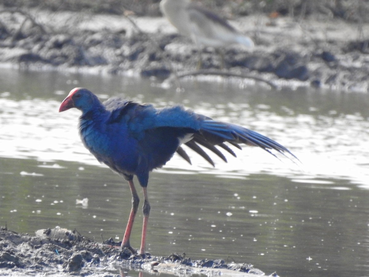 Gray-headed Swamphen - ML620096014