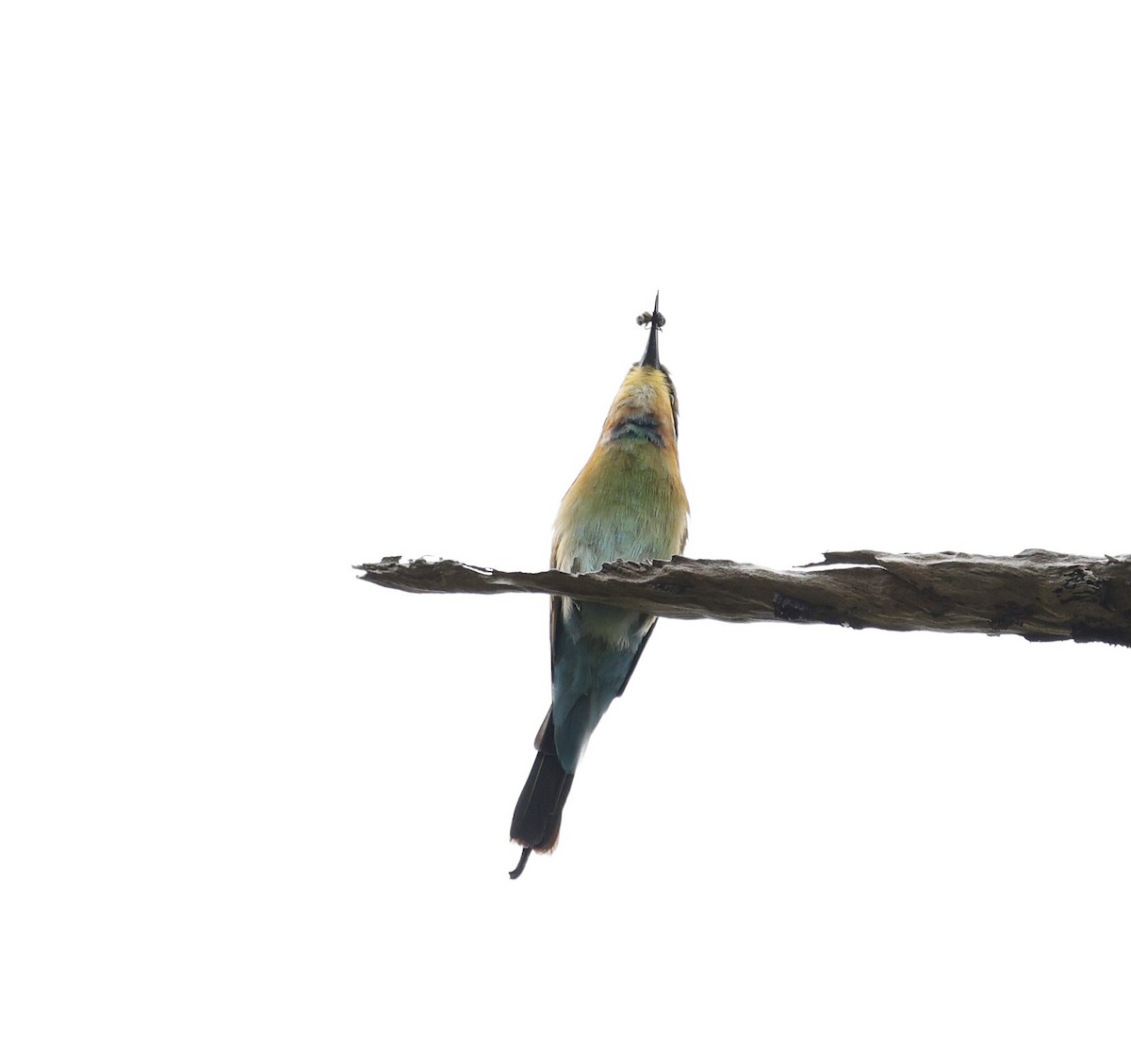 Rainbow Bee-eater - ML620096020