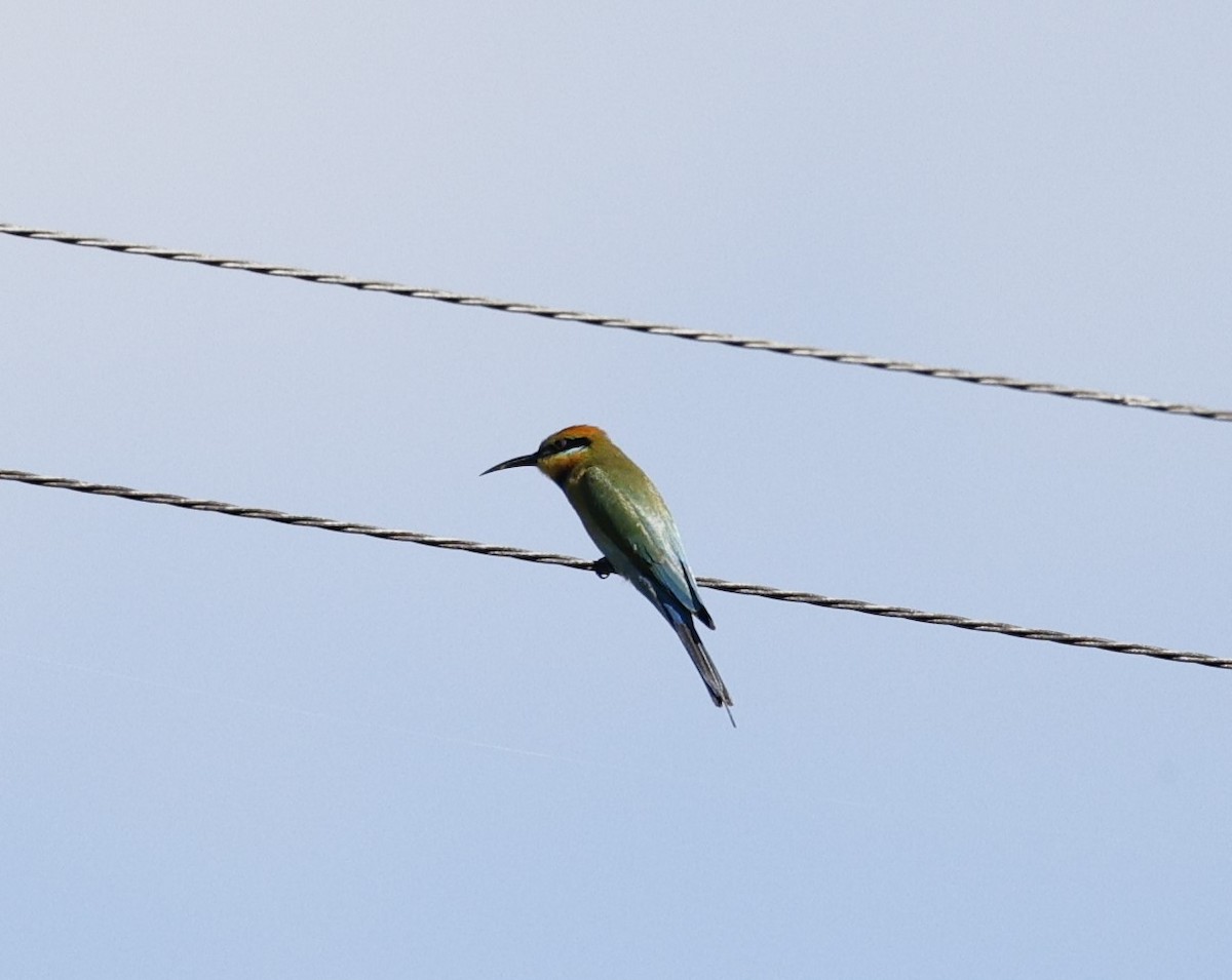 Rainbow Bee-eater - ML620096021