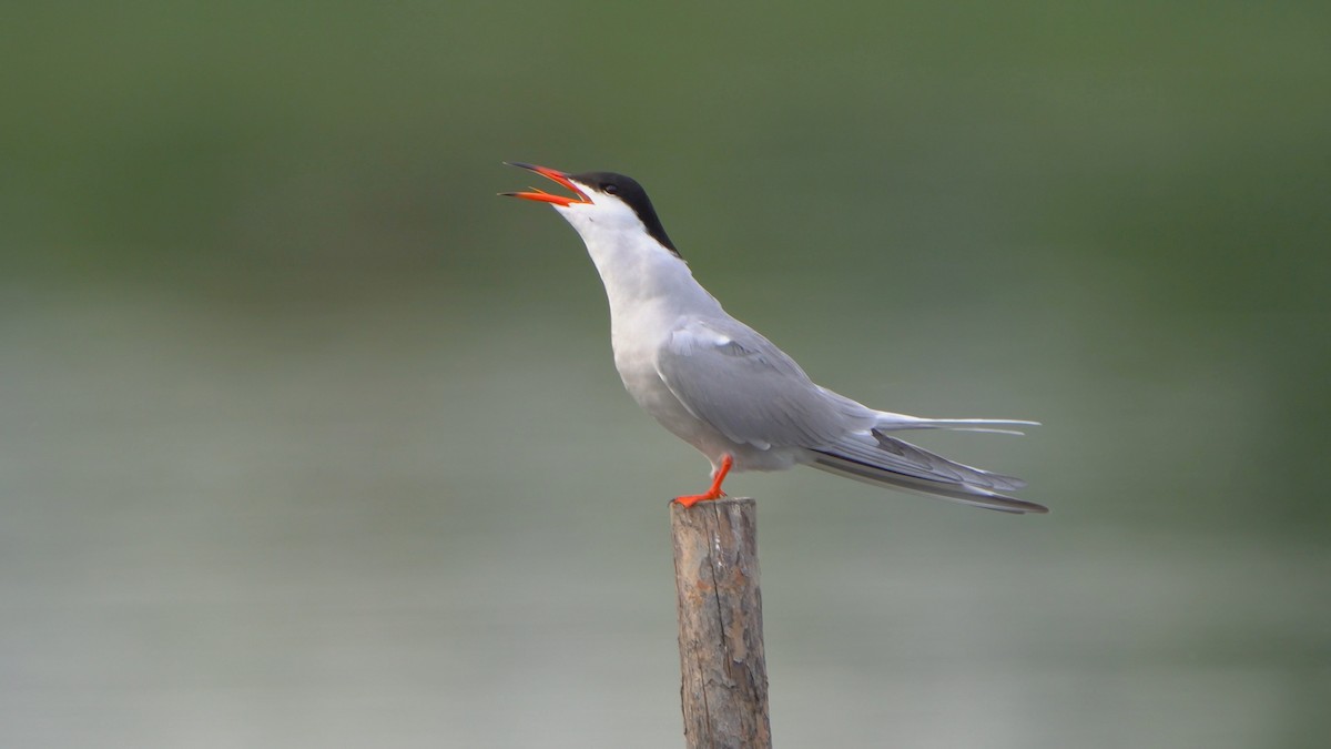 Common Tern - ML620096032