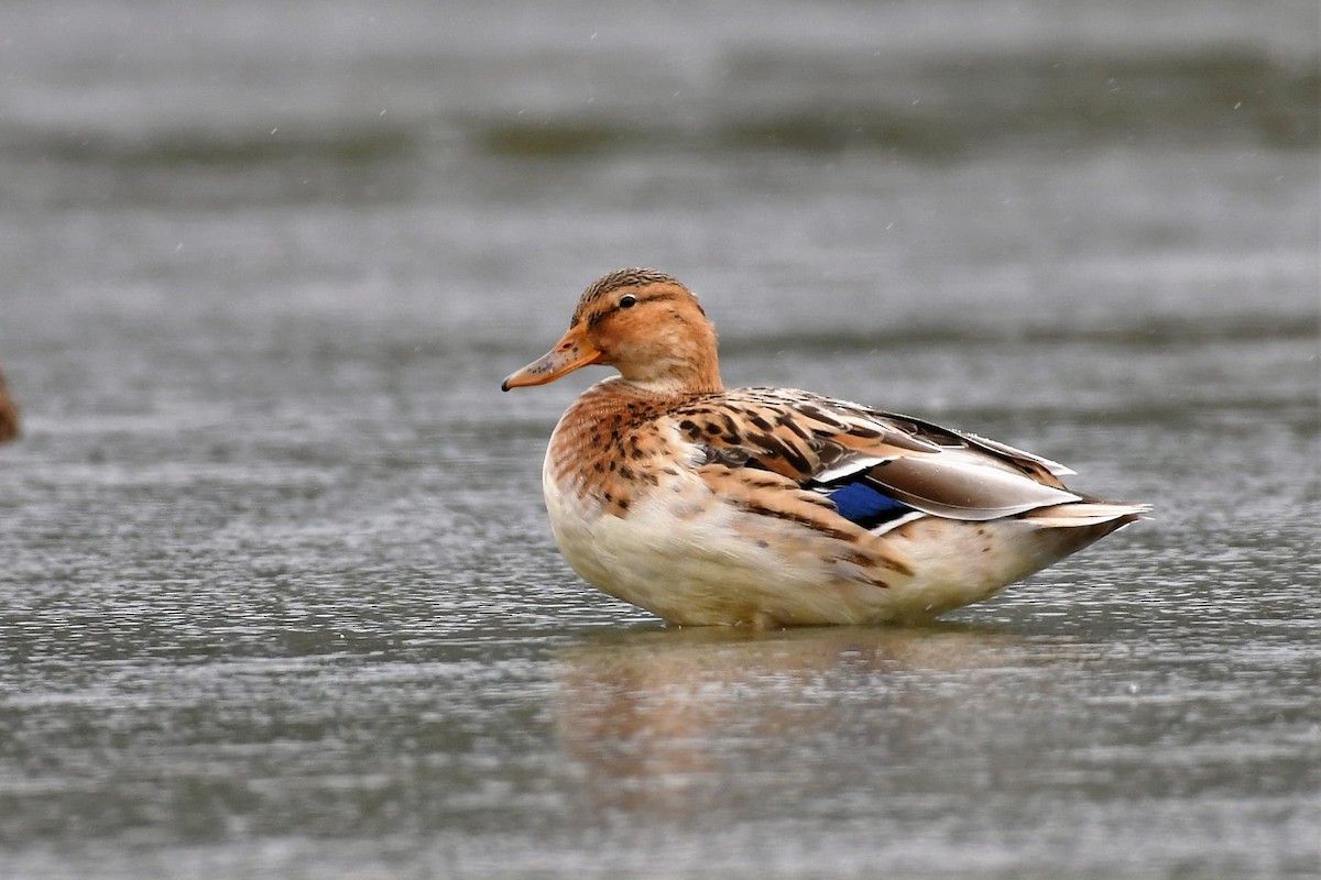 dabbling duck sp. - ML620096034