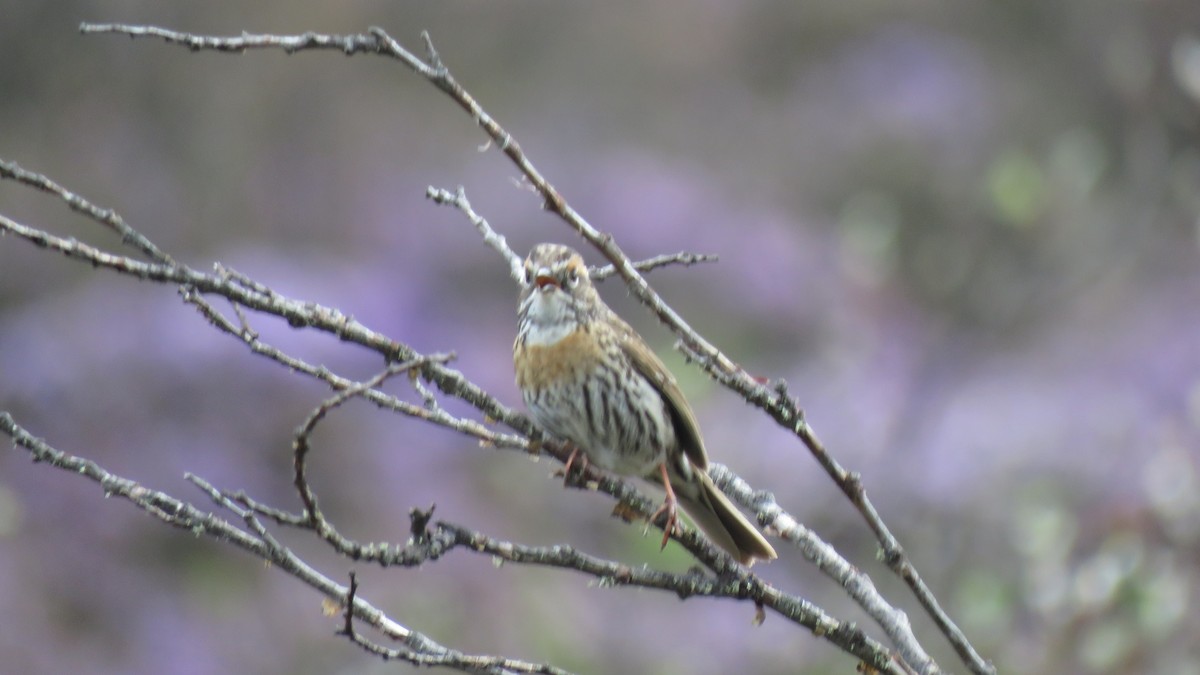 Rufous-breasted Accentor - ML620096048