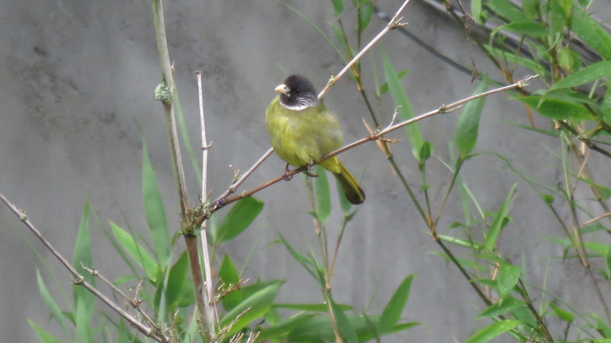 Bulbul Collarejo - ML620096061