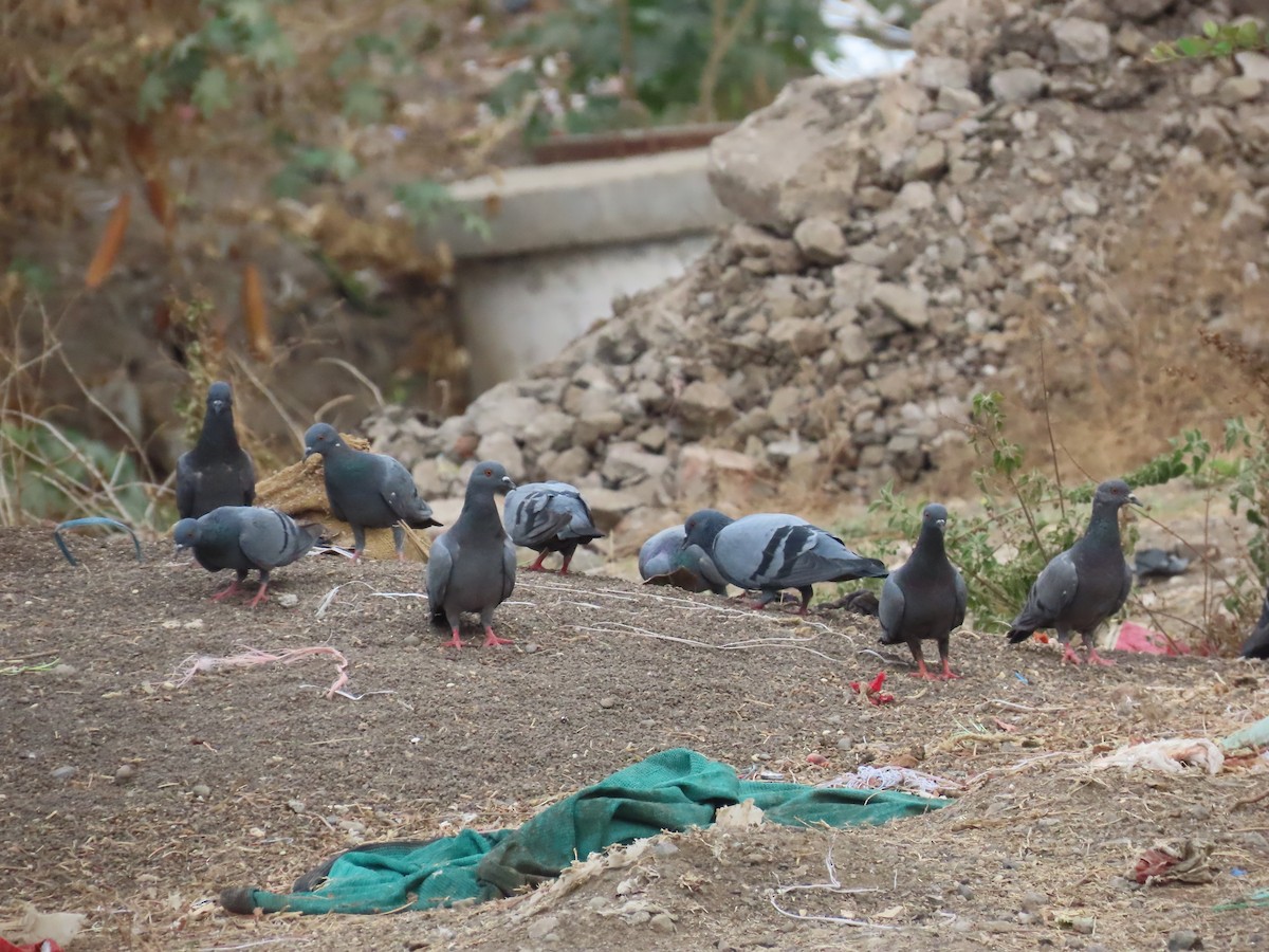 Rock Pigeon (Feral Pigeon) - ML620096062