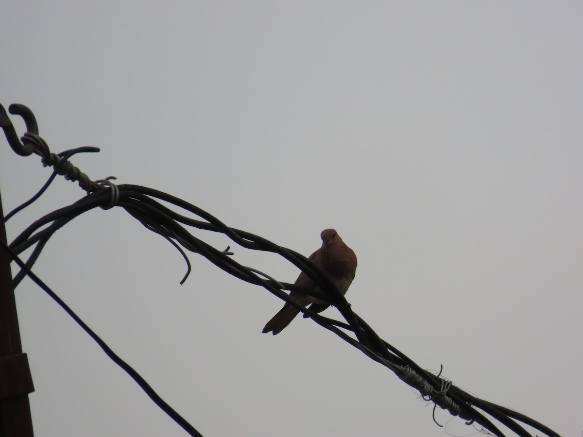 Laughing Dove - ML620096063
