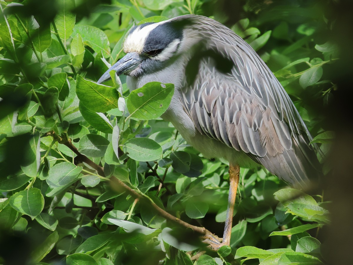 Yellow-crowned Night Heron - ML620096101