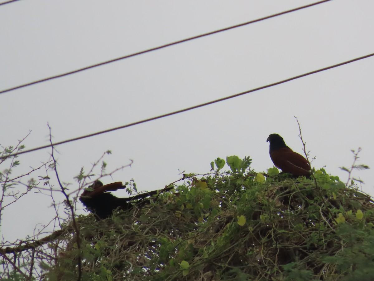 Greater Coucal - ML620096112