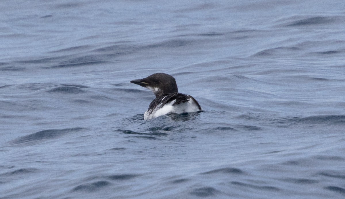 Thick-billed Murre - ML620096117