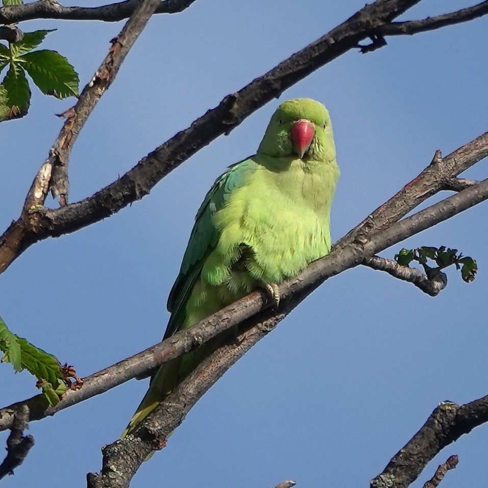 Yeşil Papağan - ML620096122