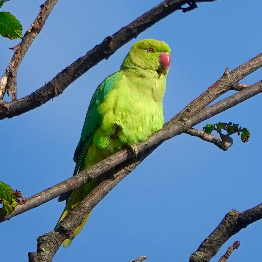 Yeşil Papağan - ML620096123