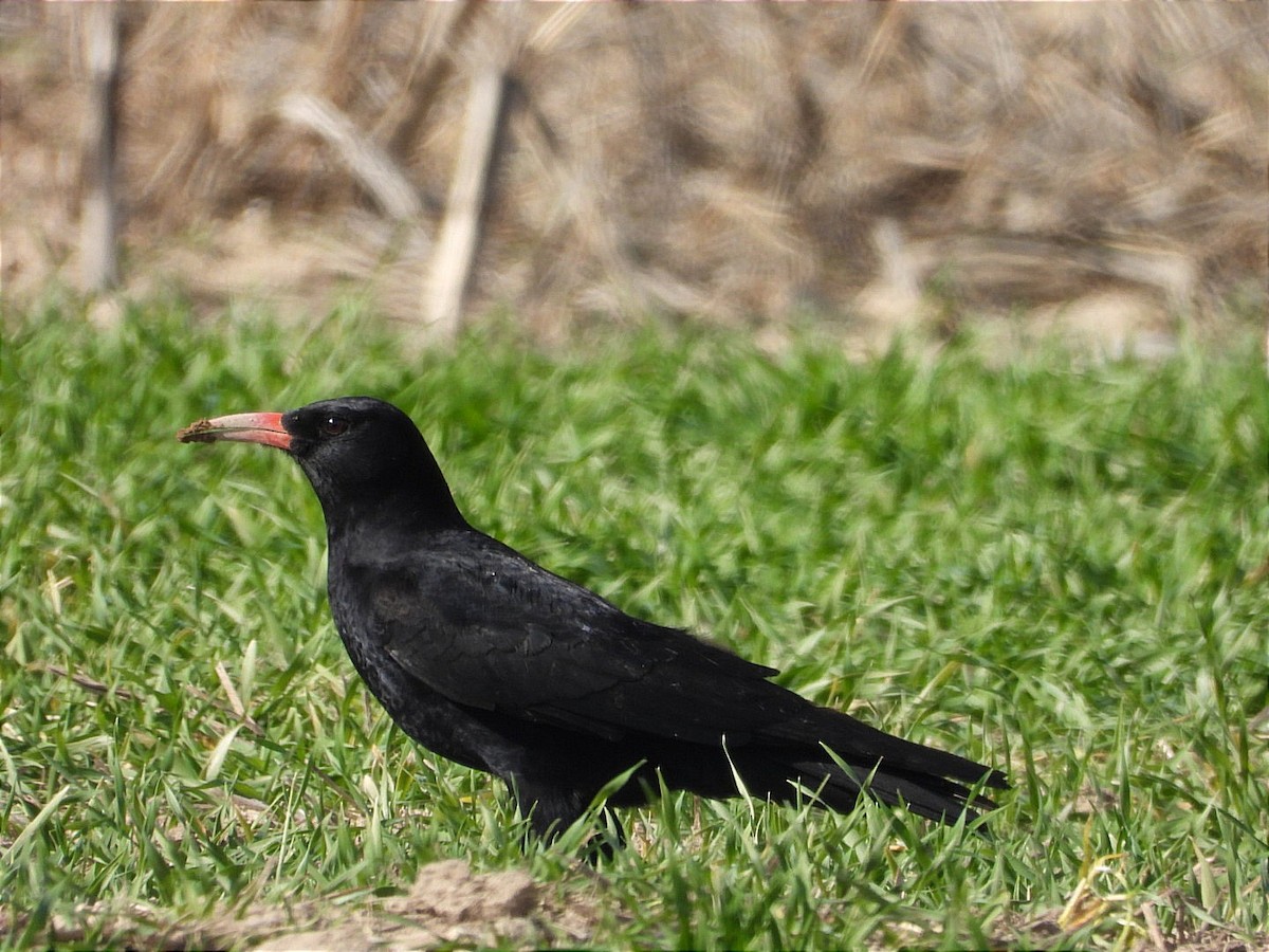 Red-billed Chough - Kenan Erayman