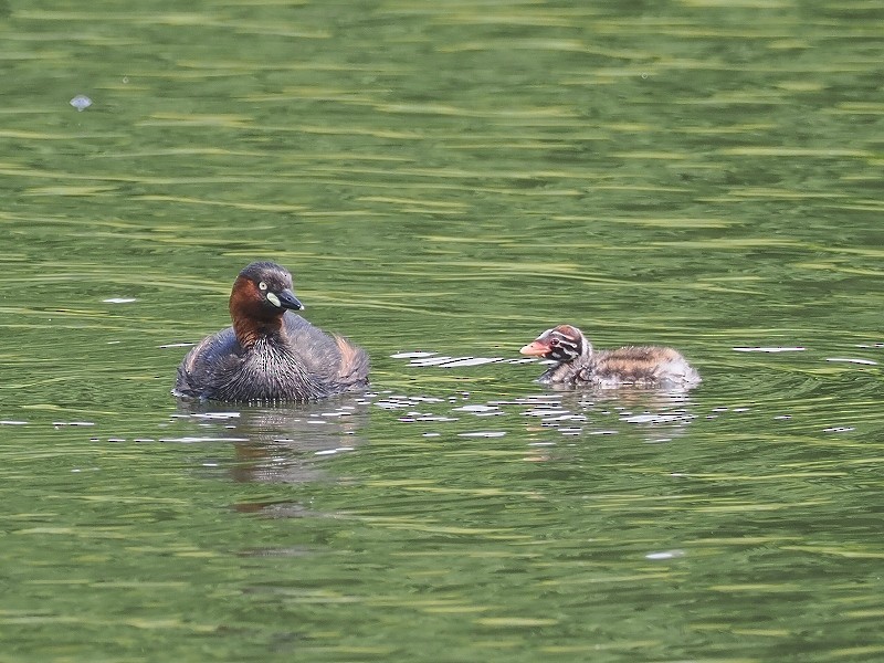 Little Grebe - ML620096127