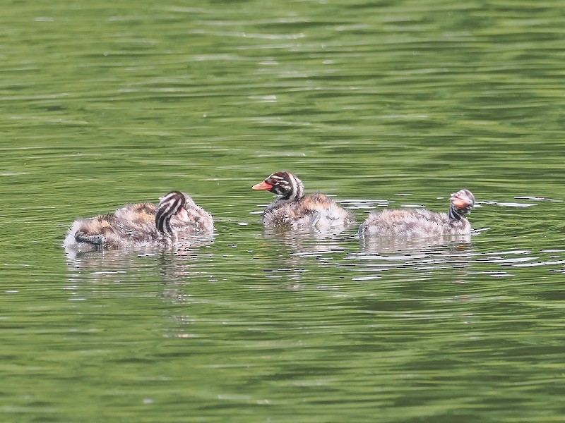 Little Grebe - ML620096130