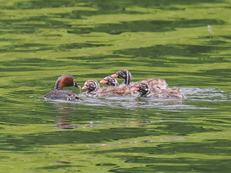 Little Grebe - ML620096137