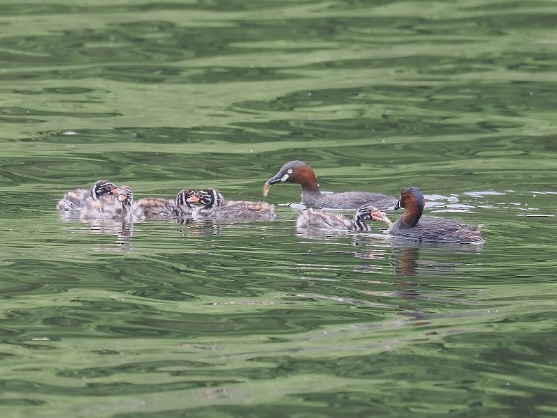 Little Grebe - ML620096144