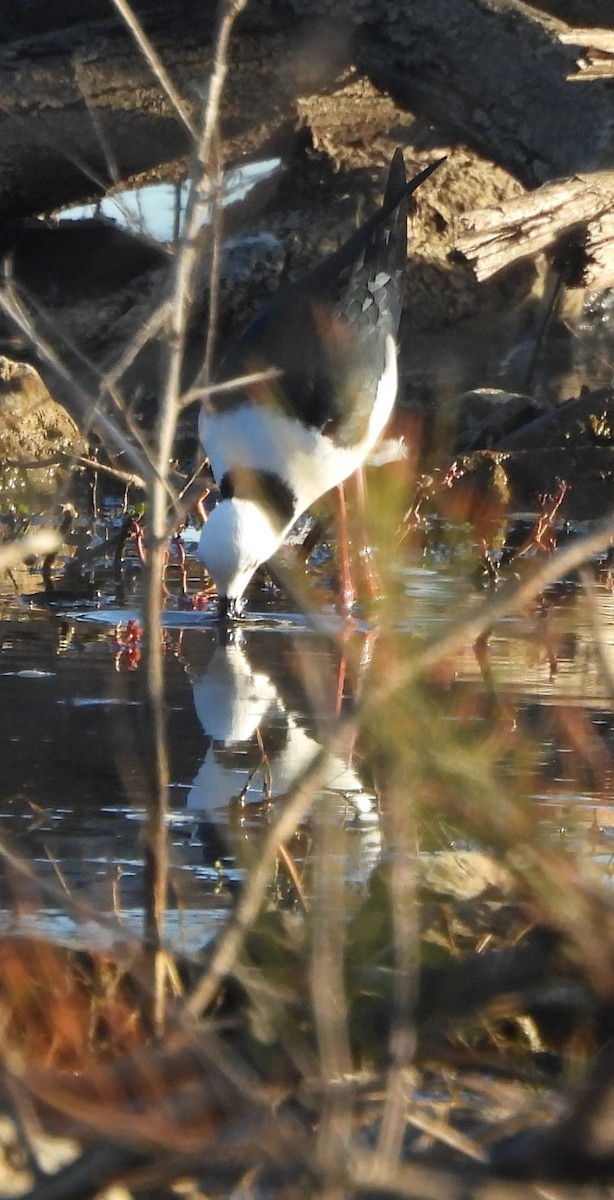 Pied Stilt - ML620096151