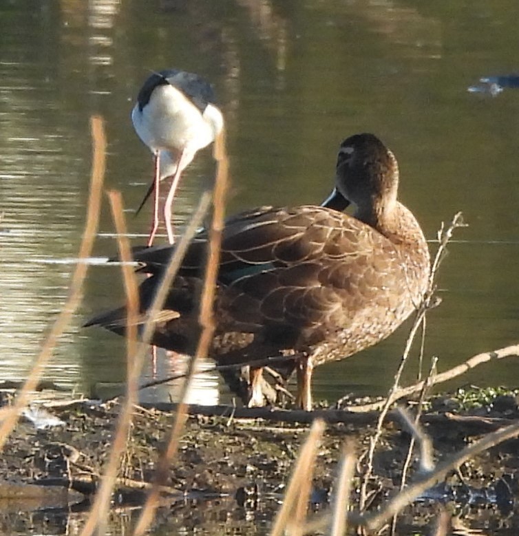 Weißgesicht-Stelzenläufer - ML620096153