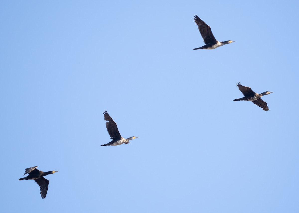 Great Cormorant - ML620096155