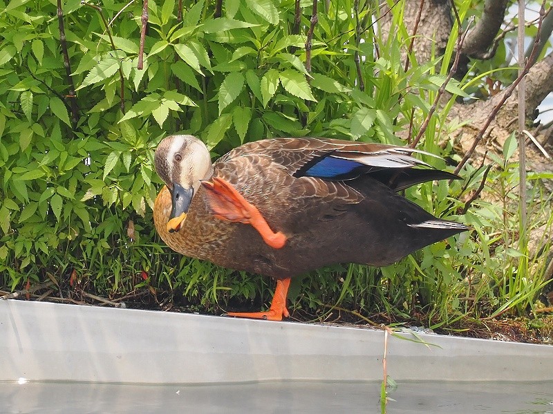 Eastern Spot-billed Duck - ML620096164