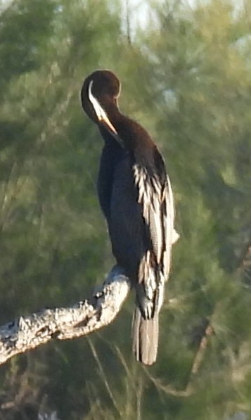 Austral-Schlangenhalsvogel - ML620096167