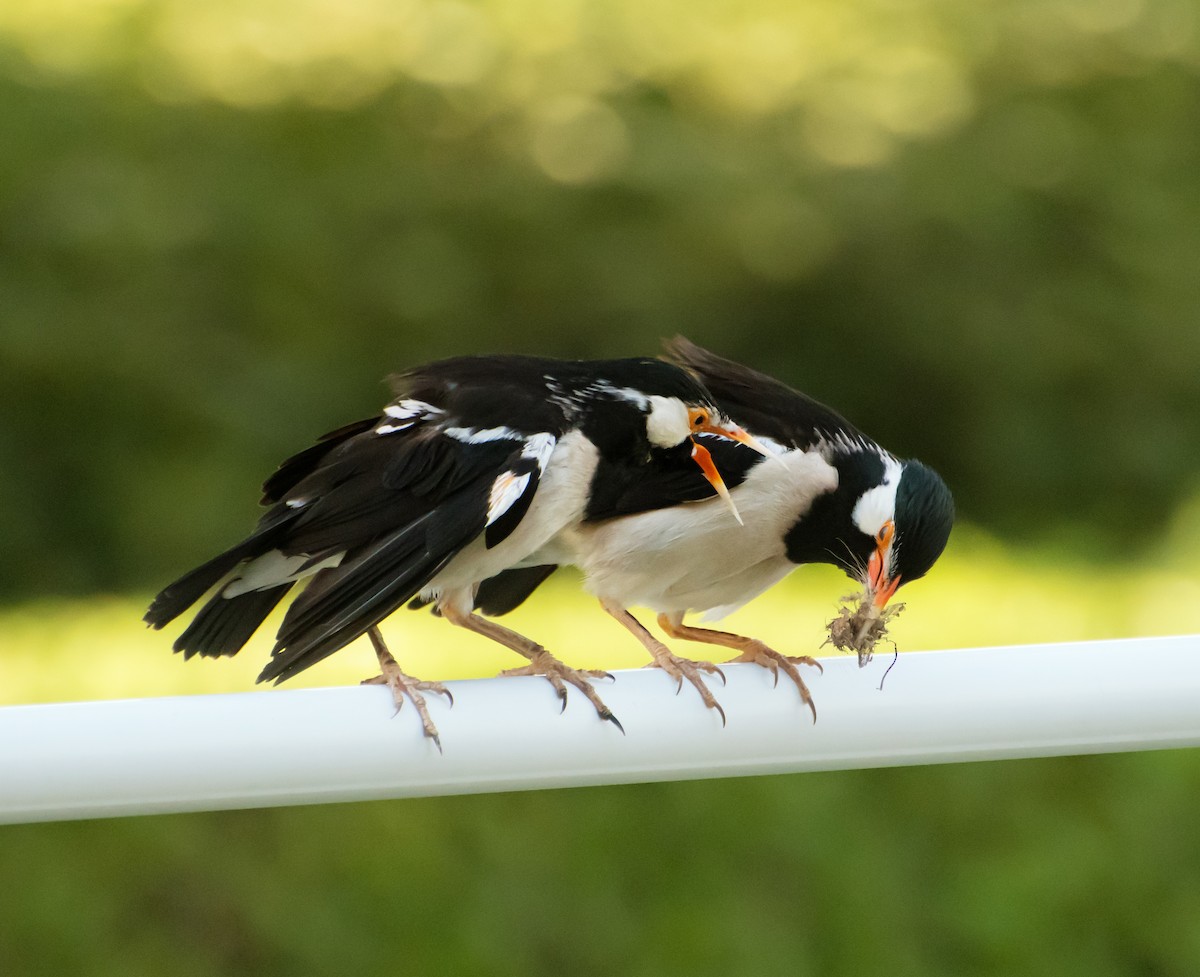 Indian Pied Starling - ML620096172