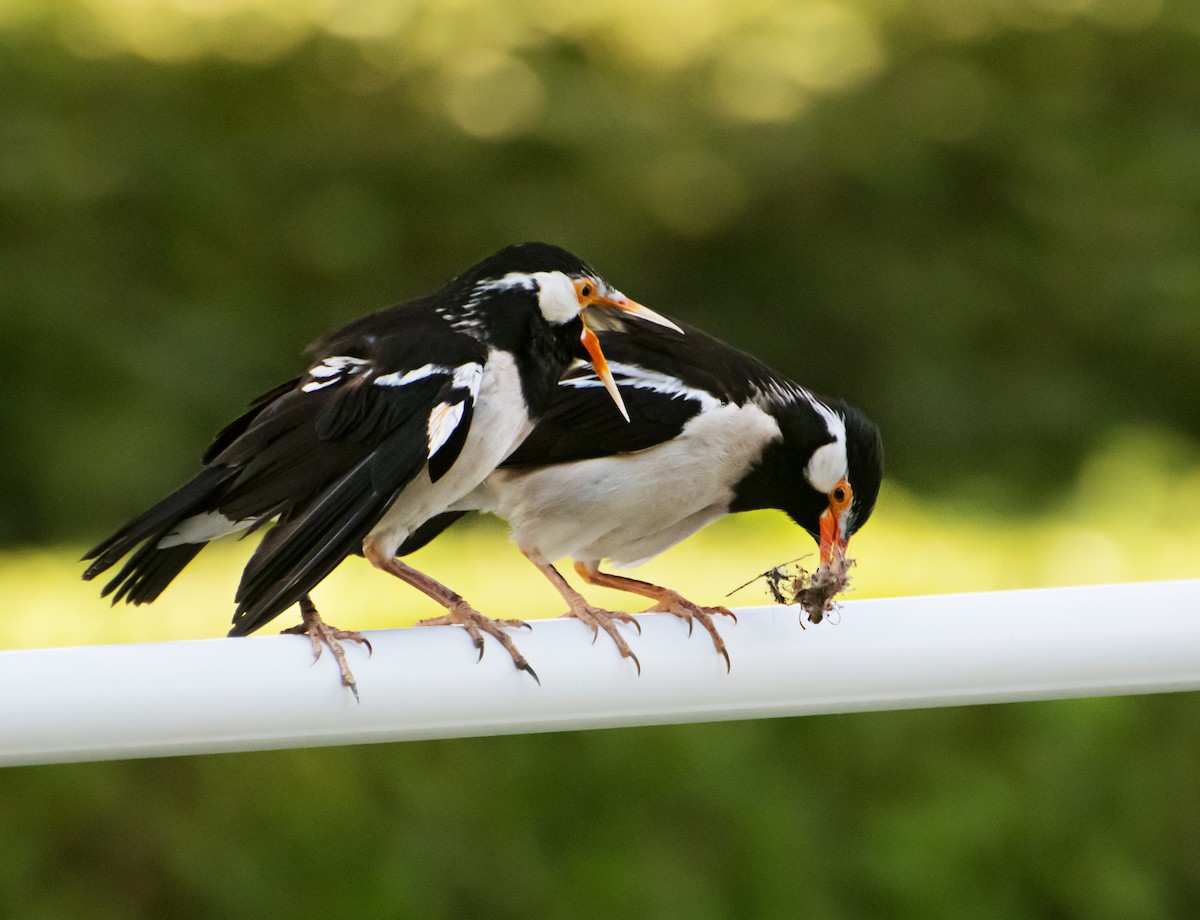 Indian Pied Starling - ML620096173