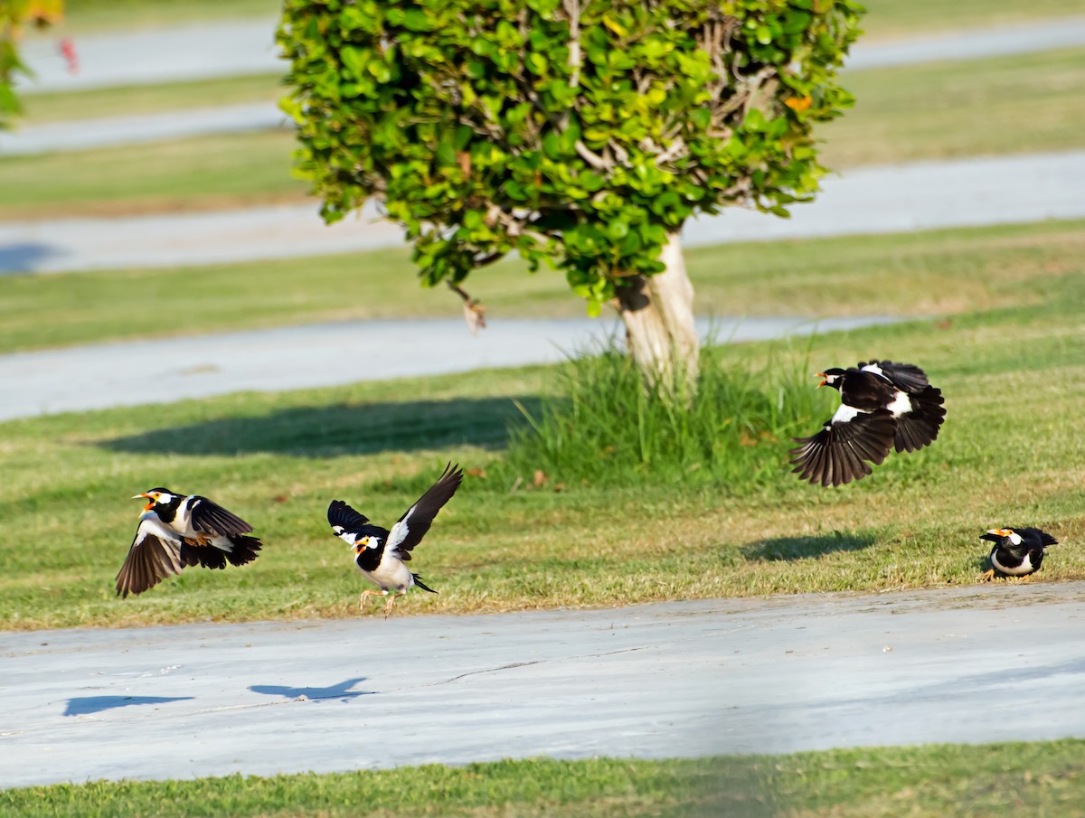 Indian Pied Starling - ML620096188