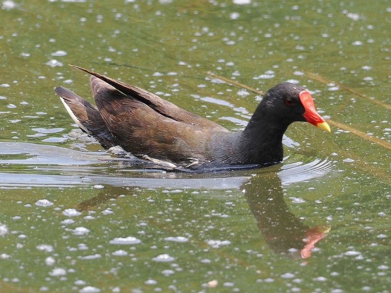 Gallinule poule-d'eau - ML620096197