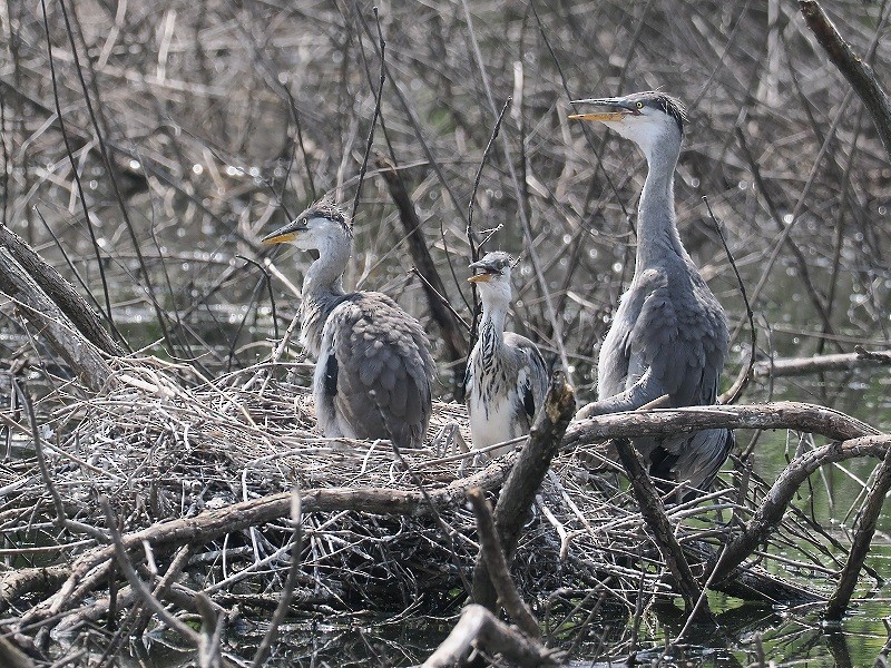 Gray Heron - ML620096210