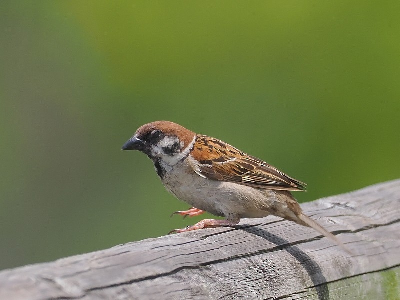 Eurasian Tree Sparrow - ML620096216